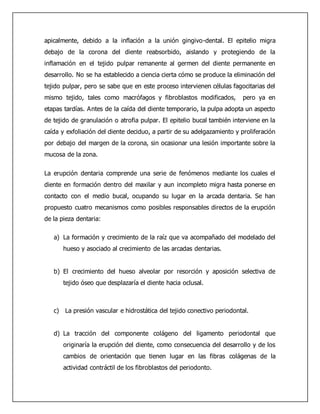 apicalmente, debido a la inflación a la unión gingivo-dental. El epitelio migra 
debajo de la corona del diente reabsorbido, aislando y protegiendo de la 
inflamación en el tejido pulpar remanente al germen del diente permanente en 
desarrollo. No se ha establecido a ciencia cierta cómo se produce la eliminación del 
tejido pulpar, pero se sabe que en este proceso intervienen células fagocitarias del 
mismo tejido, tales como macrófagos y fibroblastos modificados, pero ya en 
etapas tardías. Antes de la caída del diente temporario, la pulpa adopta un aspecto 
de tejido de granulación o atrofia pulpar. El epitelio bucal también interviene en la 
caída y exfoliación del diente deciduo, a partir de su adelgazamiento y proliferación 
por debajo del margen de la corona, sin ocasionar una lesión importante sobre la 
mucosa de la zona. 
La erupción dentaria comprende una serie de fenómenos mediante los cuales el 
diente en formación dentro del maxilar y aun incompleto migra hasta ponerse en 
contacto con el medio bucal, ocupando su lugar en la arcada dentaria. Se han 
propuesto cuatro mecanismos como posibles responsables directos de la erupción 
de la pieza dentaria: 
a) La formación y crecimiento de la raíz que va acompañado del modelado del 
hueso y asociado al crecimiento de las arcadas dentarias. 
b) El crecimiento del hueso alveolar por resorción y aposición selectiva de 
tejido óseo que desplazaría el diente hacia oclusal. 
c) La presión vascular e hidrostática del tejido conectivo periodontal. 
d) La tracción del componente colágeno del ligamento periodontal que 
originaría la erupción del diente, como consecuencia del desarrollo y de los 
cambios de orientación que tienen lugar en las fibras colágenas de la 
actividad contráctil de los fibroblastos del periodonto. 
 