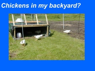 Chickens in my backyard?
 