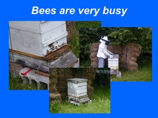 Bees are very busy
 