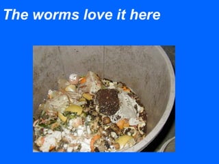 The worms love it here
 