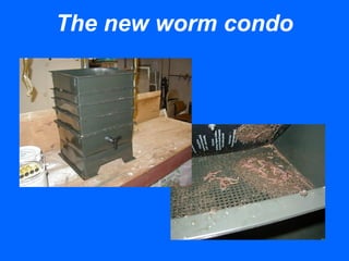 The new worm condo
 