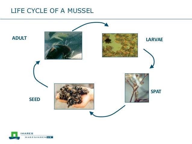 Zebra Mussel Life Cycle