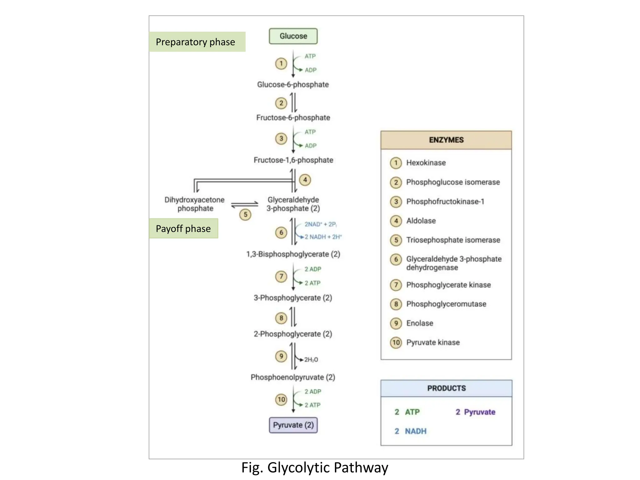 Fig. Glycolytic Pathway
Preparatory phase
Payoff phase