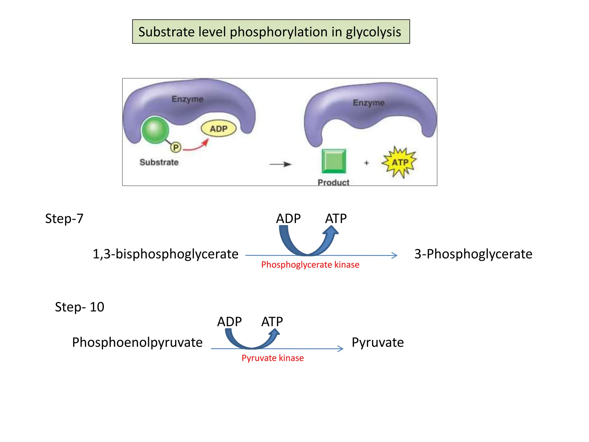 Substrate level phosphorylation in glycolysis
Step-7
1,3-bisphosphoglycerate 3-Phosphoglycerate
ADP ATP
Step- 10
Phosphoenolpyruvate Pyruvate
ADP ATP
Phosphoglycerate kinase
Pyruvate kinase