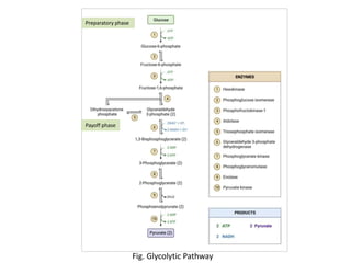 Fig. Glycolytic Pathway
Preparatory phase
Payoff phase
 