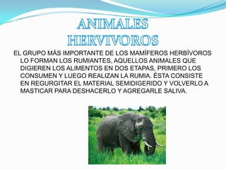 EL GRUPO MÁS IMPORTANTE DE LOS MAMÍFEROS HERBÍVOROS
LO FORMAN LOS RUMIANTES, AQUELLOS ANIMALES QUE
DIGIEREN LOS ALIMENTOS EN DOS ETAPAS, PRIMERO LOS
CONSUMEN Y LUEGO REALIZAN LA RUMIA. ÉSTA CONSISTE
EN REGURGITAR EL MATERIAL SEMIDIGERIDO Y VOLVERLO A
MASTICAR PARA DESHACERLO Y AGREGARLE SALIVA.
 