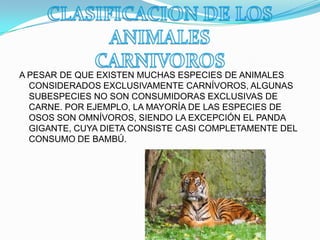 A PESAR DE QUE EXISTEN MUCHAS ESPECIES DE ANIMALES
CONSIDERADOS EXCLUSIVAMENTE CARNÍVOROS, ALGUNAS
SUBESPECIES NO SON CONSUMIDORAS EXCLUSIVAS DE
CARNE. POR EJEMPLO, LA MAYORÍA DE LAS ESPECIES DE
OSOS SON OMNÍVOROS, SIENDO LA EXCEPCIÓN EL PANDA
GIGANTE, CUYA DIETA CONSISTE CASI COMPLETAMENTE DEL
CONSUMO DE BAMBÚ.
 