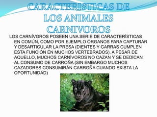 LOS CARNÍVOROS POSEEN UNA SERIE DE CARACTERÍSTICAS
EN COMÚN, COMO POR EJEMPLO ÓRGANOS PARA CAPTURAR
Y DESARTICULAR LA PRESA (DIENTES Y GARRAS CUMPLEN
ESTA FUNCIÓN EN MUCHOS VERTEBRADOS). A PESAR DE
AQUELLO, MUCHOS CARNÍVOROS NO CAZAN Y SE DEDICAN
AL CONSUMO DE CARROÑA (SIN EMBARGO MUCHOS
CAZADORES CONSUMIRÁN CARROÑA CUANDO EXISTA LA
OPORTUNIDAD)
 