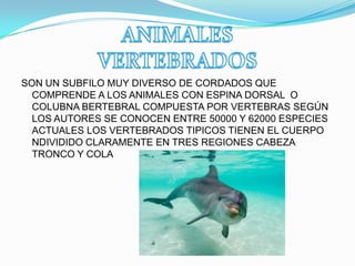 SON UN SUBFILO MUY DIVERSO DE CORDADOS QUE
COMPRENDE A LOS ANIMALES CON ESPINA DORSAL O
COLUBNA BERTEBRAL COMPUESTA POR VERTEBRAS SEGÚN
LOS AUTORES SE CONOCEN ENTRE 50000 Y 62000 ESPECIES
ACTUALES LOS VERTEBRADOS TIPICOS TIENEN EL CUERPO
NDIVIDIDO CLARAMENTE EN TRES REGIONES CABEZA
TRONCO Y COLA
 