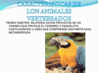 TIENEN CIMETRIA BILATERAL ESTAN PROVISTOS DE UN
CRANEO QUE PROTEJE EL CEREBRO Y ESQUELETO
CARTILAGINOSO U OSEA QUE COMPRENDE UNA PARTE AXIAL
METAMERIZADA
 