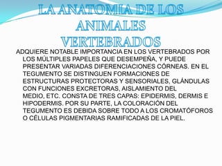 ADQUIERE NOTABLE IMPORTANCIA EN LOS VERTEBRADOS POR
LOS MÚLTIPLES PAPELES QUE DESEMPEÑA, Y PUEDE
PRESENTAR VARIADAS DIFERENCIACIONES CÓRNEAS. EN EL
TEGUMENTO SE DISTINGUEN FORMACIONES DE
ESTRUCTURAS PROTECTORAS Y SENSORIALES, GLÁNDULAS
CON FUNCIONES EXCRETORAS, AISLAMIENTO DEL
MEDIO, ETC. CONSTA DE TRES CAPAS: EPIDERMIS, DERMIS E
HIPODERMIS. POR SU PARTE, LA COLORACIÓN DEL
TEGUMENTO ES DEBIDA SOBRE TODO A LOS CROMATÓFOROS
O CÉLULAS PIGMENTARIAS RAMIFICADAS DE LA PIEL.
 