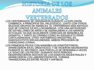 LOS VERTEBRADOS SE ORIGINARON DURANTE LA EXPLOSIÓN
CÁMBRICA, A PRINCIPIOS DEL PALEOZOICO, JUNTO CON OTROS
MUCHOS GRUPOS DE ANIMALES. EL VERTEBRADO MÁS ANTIGUO
QUE SE CONOCE ES MYLLOKUNMINGIA, CON UNA ANTIGÜEDAD
DE 525 MILLONES DE AÑOS.4 SE ASEMAJABAN A LOS MIXINOS
ACTUALES; YA QUE IGUALMENTE CARECÍAN DE MANDÍBULAS
(AGNATO), Y TANTO SU CRÁNEO COMO SU ESQUELETO ERAN
CARTILAGINOSOS. OTRO VERTEBRADO ANCESTRAL ES
HAIKOUICHTHYS ERCAICUNENSIS. AMBOS PROCEDEN DE
CHENGJIANG (CHINA).
LOS PRIMEROS PECES CON MANDÍBULAS (GNATÓSTOMOS)
APARECIERON EN EL ORDOVÍCICO, Y SE HICIERON ABUNDANTES
DURANTE EL DEVÓNICO, QUE POR ELLO SE DENOMINA A VECES
LA "EDAD DE LOS PECES"; DURANTE ESTE PERIODO
DESAPARECIERON MUCHOS DE LOS AGNATOS ANCESTRALES Y
APARECIERON LOS LABERINTODONTOS, FORMAS
TRANSICIONALES ENTRE PECES Y ANFIBIOS.
 