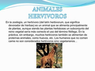 En la zoología, un herbívoro (del latín herbivorum, que significa
devorador de hierbas) es un animal que se alimenta principalmente
de plantas, aunque siendo las plantas herbáceas un subconjunto del
reino vegetal sería más correcto el uso del término fitófago. En la
práctica, sin embargo, muchos herbívoros también se alimentan de
proteínas animales, como huevos, etc. Los humanos que no comen
carne no son considerados herbívoros sino vegetarianos. .
 