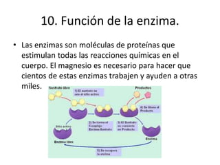 10. Función de la enzima.
• Las enzimas son moléculas de proteínas que
estimulan todas las reacciones químicas en el
cuerpo. El magnesio es necesario para hacer que
cientos de estas enzimas trabajen y ayuden a otras
miles.
 