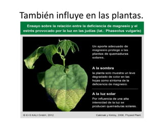 También influye en las plantas.
 