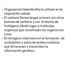  Organismos heterótrofos lo utilizan en la
respiración celular.
 El carbono forma largas uniones con otros
átomos de carbono y con el átomo de
hidrógeno dando lugar a moléculas
orgánicas que constituyen los organismos
vivos.
 El nitrógeno interviene en la formación de
nucleótidos y estos de ácidos nucleicos
que almacenan y transmiten la
información genética
 