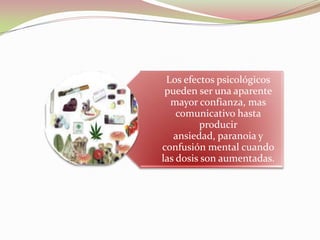 Los efectos psicológicos
 pueden ser una aparente
  mayor confianza, mas
    comunicativo hasta
         producir
   ansiedad, paranoia y
confusión mental cuando
las dosis son aumentadas.
 