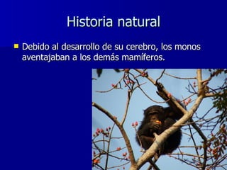 Historia natural <ul><li>Debido al desarrollo de su cerebro, los monos aventajaban a los demás mamíferos. </li></ul>