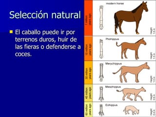 Selección natural <ul><li>El caballo puede ir por terrenos duros, huir de las fieras o defenderse a coces. </li></ul>