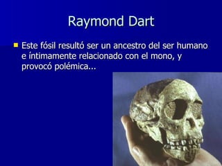 Raymond Dart <ul><li>Este fósil resultó ser un ancestro del ser humano e íntimamente relacionado con el mono, y provocó po...