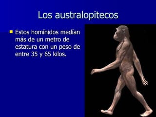 Los australopitecos <ul><li>Estos homínidos medían más de un metro de estatura con un peso de entre 35 y 65 kilos.  </li><...