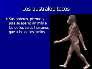 Los australopitecos <ul><li>Sus caderas, piernas y pies se aparecían más a los de los seres humanos que a los de los simio...