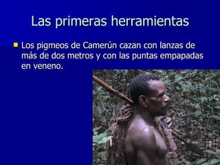 Las primeras herramientas <ul><li>Los pigmeos de Camerún cazan con lanzas de más de dos metros y con las puntas empapadas ...