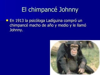 El chimpancé Johnny <ul><li>En 1913 la psicóloga Ladíguina compró un chimpancé macho de año y medio y le llamó Johnny. </l...
