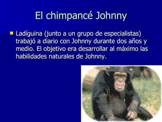 El chimpancé Johnny <ul><li>Ladíguina (junto a un grupo de especialistas) trabajó a diario con Johnny durante dos años y m...
