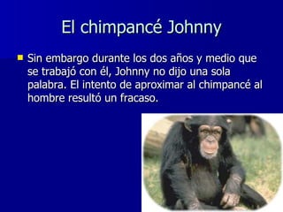 El chimpancé Johnny <ul><li>Sin embargo durante los dos años y medio que se trabajó con él, Johnny no dijo una sola palabr...