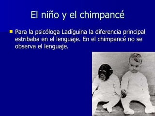 El niño y el chimpancé <ul><li>Para la psicóloga Ladíguina la diferencia principal estribaba en el lenguaje. En el chimpan...