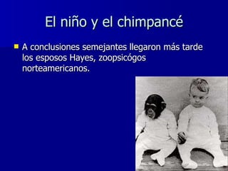 El niño y el chimpancé <ul><li>A conclusiones semejantes llegaron más tarde los esposos Hayes, zoopsicógos norteamericanos...