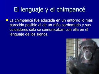 El lenguaje y el chimpancé <ul><li>La chimpancé fue educada en un entorno lo más parecido posible al de un niño sordomudo ...