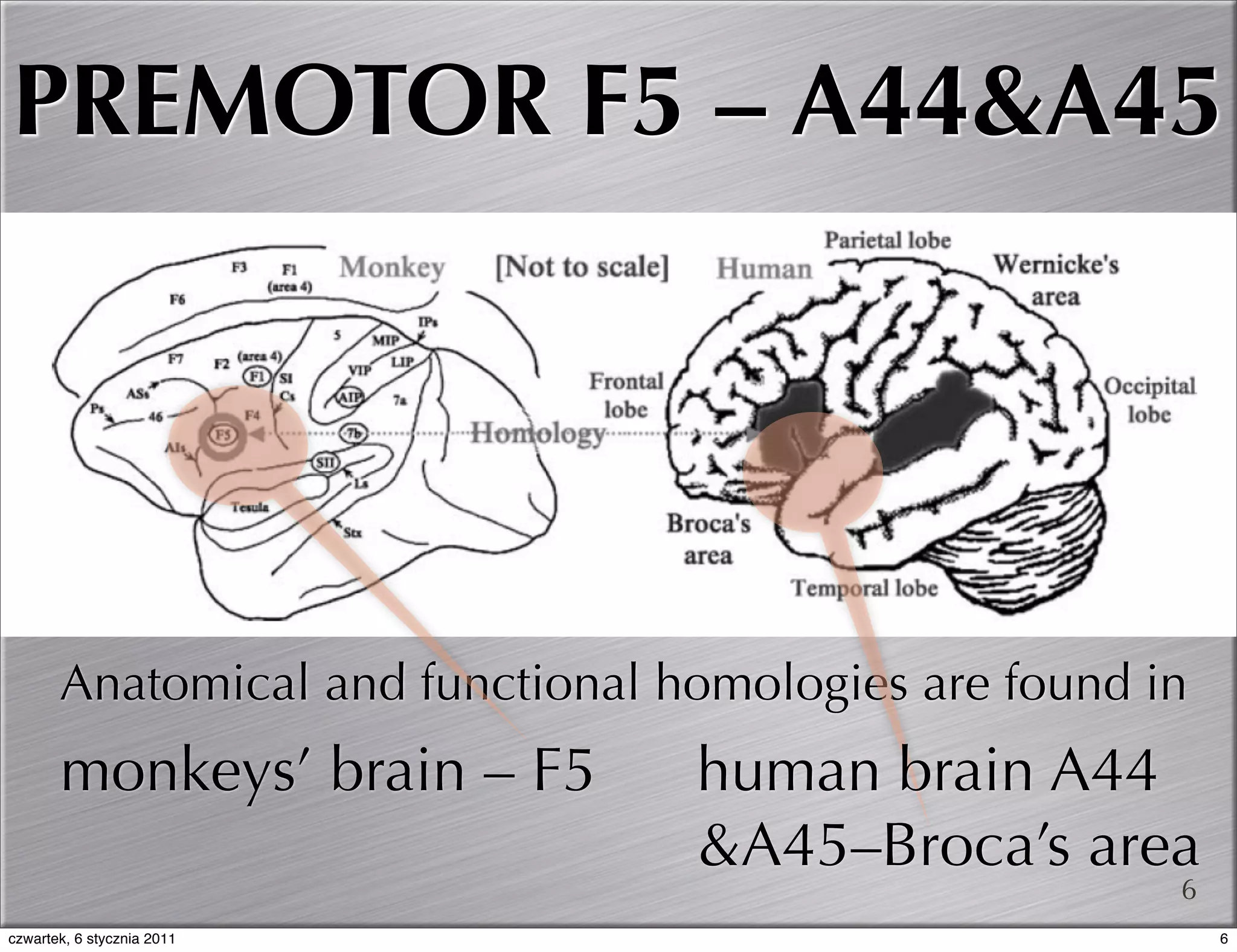 PREMOTOR F5 – A44&A45




       Anatomical and functional homologies are found in
       monkeys’ brain – F5        human brain A44
                                  &A45–Broca’s area
                                                       6
czwartek, 6 stycznia 2011                                  6
 
