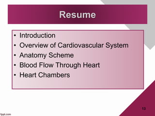 • Introduction
• Overview of Cardiovascular System
• Anatomy Scheme
• Blood Flow Through Heart
• Heart Chambers
Resume
13
 