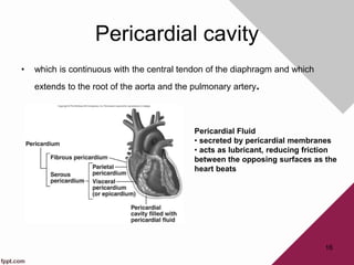Pericardial cavity
• which is continuous with the central tendon of the diaphragm and which
extends to the root of the aorta and the pulmonary artery.
16
Pericardial Fluid
• secreted by pericardial membranes
• acts as lubricant, reducing friction
between the opposing surfaces as the
heart beats
 