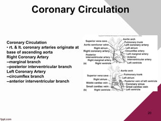 Coronary Circulation
20
Coronary Circulation
• rt. & lt. coronary arteries originate at
base of ascending aorta
Right Coronary Artery
--marginal branch
--posterior interventricular branch
Left Coronary Artery
--circumflex branch
--anterior interventricular branch
 