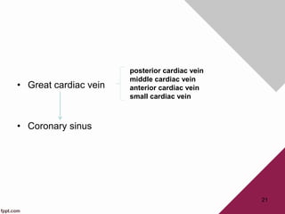 • Great cardiac vein
• Coronary sinus
21
posterior cardiac vein
middle cardiac vein
anterior cardiac vein
small cardiac vein
 