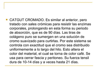 CATGUT CROMADO. Es similar al anterior, pero tratado con sales crómicas para resistir las enzimas corporales, prolongando en esta forma su periodo de absorción, que es de 90 días. Las tiras de colágeno puro se sumergen en una solución de cromo suavizado para curtirlas. Por este sistema se controla con exactitud que el cromo sea distribuido uniformemente a lo largo del hilo. Esto altera el color del material, el cual se torna de color café. Se usa para cerrar fascia y peritoneo. Su fuerza tensil dura de 10-14 días y a veces hasta 21 días.  
