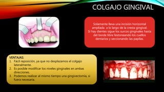COLGAJO GINGIVAL
Solamente lleva una incisión horizontal
ampliada a lo largo de la cresta gingival.
Si hay dientes sigue los surcos gingivales hasta
del borde libre festoneando los cuellos
dentarios y seccionando las papilas.
VENTAJAS:
1. Fácil reposición, ya que no desplazamos el colgajo
lateralmente.
2. Es posible modificar los niveles gingivales en ambas
direcciones.
3. Podemos realizar al mismo tiempo una gingivectomía, si
fuera necesaria.
 
