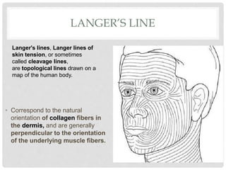 LANGER’S LINE
• Correspond to the natural
orientation of collagen fibers in
the dermis, and are generally
perpendicular to the orientation
of the underlying muscle fibers.
Langer's lines, Langer lines of
skin tension, or sometimes
called cleavage lines,
are topological lines drawn on a
map of the human body.
 