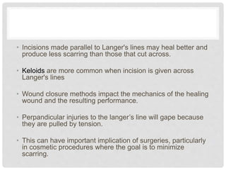 • Incisions made parallel to Langer's lines may heal better and
produce less scarring than those that cut across.
• Keloids are more common when incision is given across
Langer's lines
• Wound closure methods impact the mechanics of the healing
wound and the resulting performance.
• Perpandicular injuries to the langer’s line will gape because
they are pulled by tension.
• This can have important implication of surgeries, particularly
in cosmetic procedures where the goal is to minimize
scarring.
 