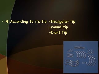 • 4.According to its tip -triangular tip
-round tip
-blunt tip
 