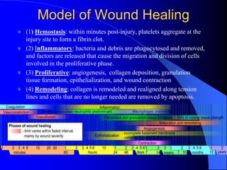 Model of Wound Healing
 (1) Hemostasis: within minutes post-injury, platelets aggregate at the
injury site to form a fibrin clot.
 (2) Inflammatory: bacteria and debris are phagocytosed and removed,
and factors are released that cause the migration and division of cells
involved in the proliferative phase.
 (3) Proliferative: angiogenesis, collagen deposition, granulation
tissue formation, epithelialization, and wound contraction
 (4) Remodeling: collagen is remodeled and realigned along tension
lines and cells that are no longer needed are removed by apoptosis.
 