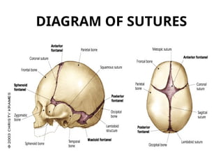Comprehensive Overview of Foetal Skull Sutures and Diameters in ...