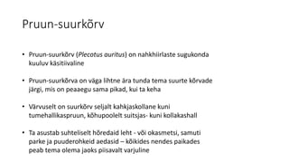 Pruun-suurkõrv
• Pruun-suurkõrv (Plecotus auritus) on nahkhiirlaste sugukonda
kuuluv käsitiivaline
• Pruun-suurkõrva on väga lihtne ära tunda tema suurte kõrvade
järgi, mis on peaaegu sama pikad, kui ta keha
• Värvuselt on suurkõrv seljalt kahkjaskollane kuni
tumehallikaspruun, kõhupoolelt suitsjas- kuni kollakashall
• Ta asustab suhteliselt hõredaid leht - või okasmetsi, samuti
parke ja puuderohkeid aedasid – kõikides nendes paikades
peab tema olema jaoks piisavalt varjuline
 