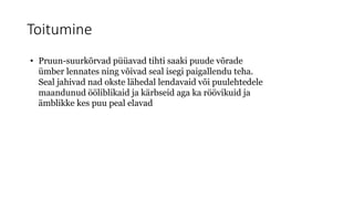 Toitumine
• Pruun-suurkõrvad püüavad tihti saaki puude võrade
ümber lennates ning võivad seal isegi paigallendu teha.
Seal jahivad nad okste lähedal lendavaid või puulehtedele
maandunud ööliblikaid ja kärbseid aga ka röövikuid ja
ämblikke kes puu peal elavad
 