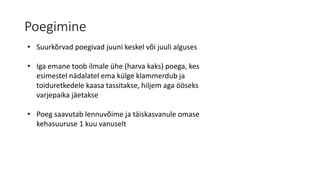 Poegimine
• Suurkõrvad poegivad juuni keskel või juuli alguses
• Iga emane toob ilmale ühe (harva kaks) poega, kes
esimestel nädalatel ema külge klammerdub ja
toiduretkedele kaasa tassitakse, hiljem aga ööseks
varjepaika jäetakse
• Poeg saavutab lennuvõime ja täiskasvanule omase
kehasuuruse 1 kuu vanuselt
 