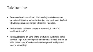 Talvitumine
• Talve veedavad suurkõrvad tihti talude juurde kuuluvates
kartulikeldrites ning ka koobastes, kus nad talvituvad üksikult
või väikeste gruppidena laes või seintel rippudes.
• Talvitumiseks sobivaim temperatuur on -2,5…+9,5 ° C,
harilikult 0…+6 ° C.
• Talvituvat looma on üsna lihtne ära tunda, kuid mitte tema
kõrvade järgi, kuna need pakib ta enamasti tiibade alla nii, et
näha jäävad vaid kõrvakaaned ehk traagused, vaid pruuni
tokerja karva järgi
 