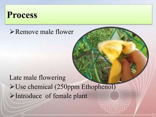 Process
Remove male flower
Late male flowering
Use chemical (250ppm Ethophenol)
Introduce of female plant
11
 